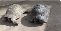 Spur Thighed : Both males approx 20-30 years old (No name males)
